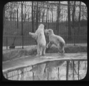 Image of Two polar bears in zoo enclosure